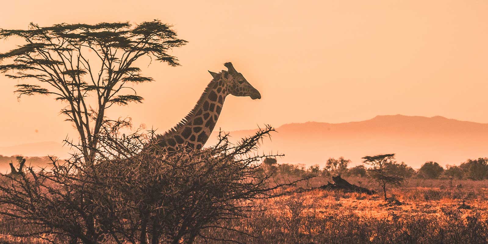 The locals Guide To The Kruger National Park
